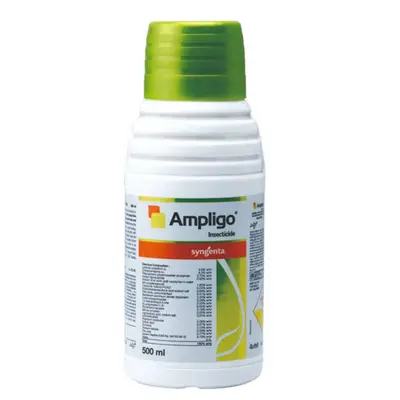 ampligo