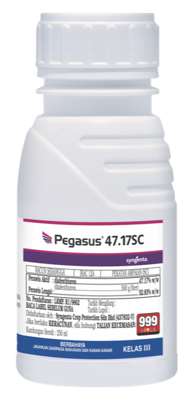 pegasus