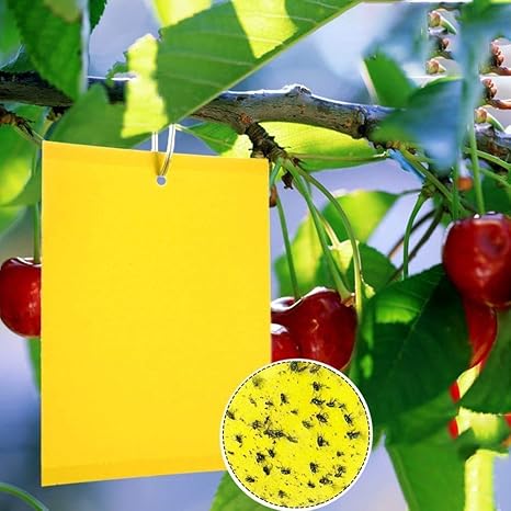 Yellow Sticky Trap
